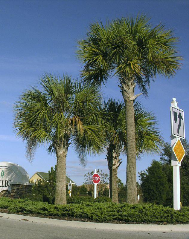 Sabal palmettos under the Carolina sky