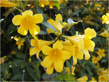 Yellow Jessamine